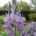 Camassia leichtlinii 'Atrocaerulea'